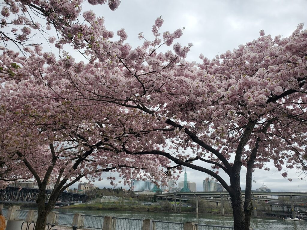 Portland food tours, cherry blossoms, Portland waterfront