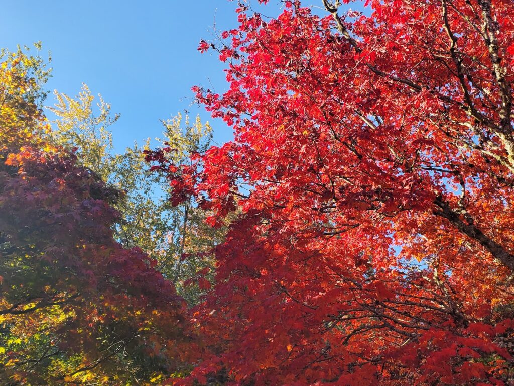 Portland food tours, hoyt arboretum, japanese gardens, portland autumn foliage