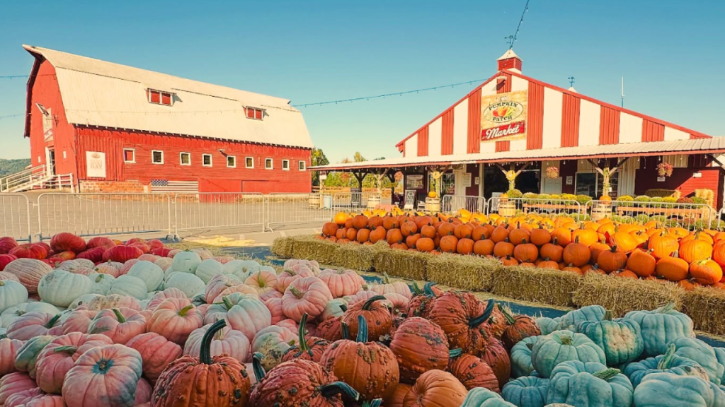 An image of The Pumpkin Patch, Sauvie Island.