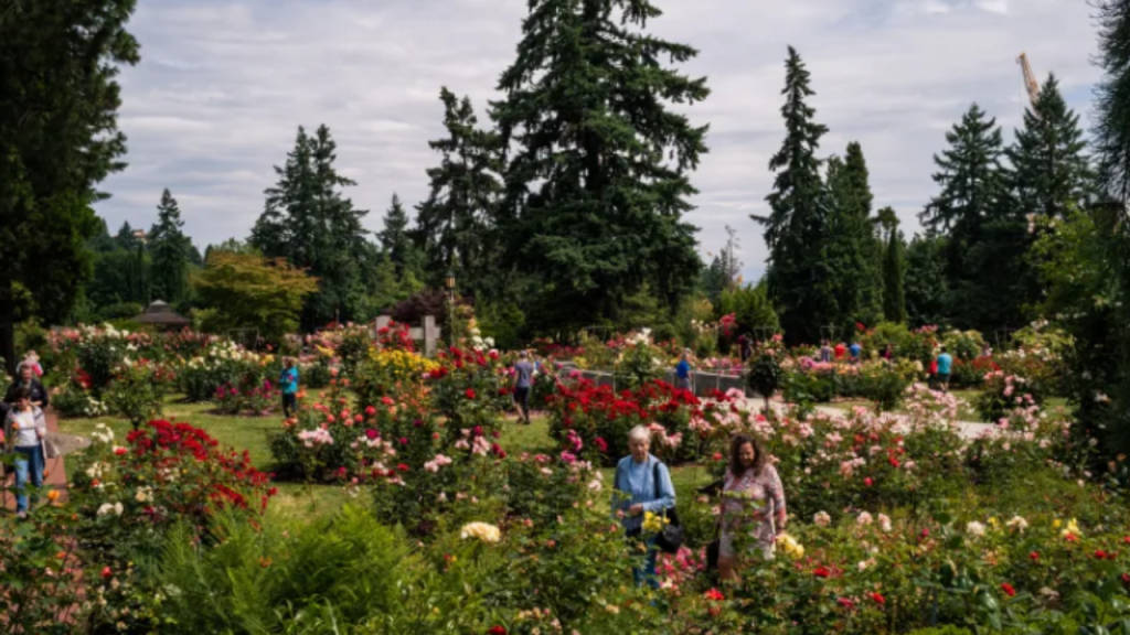 An image of the Portland International Test Rose Garden