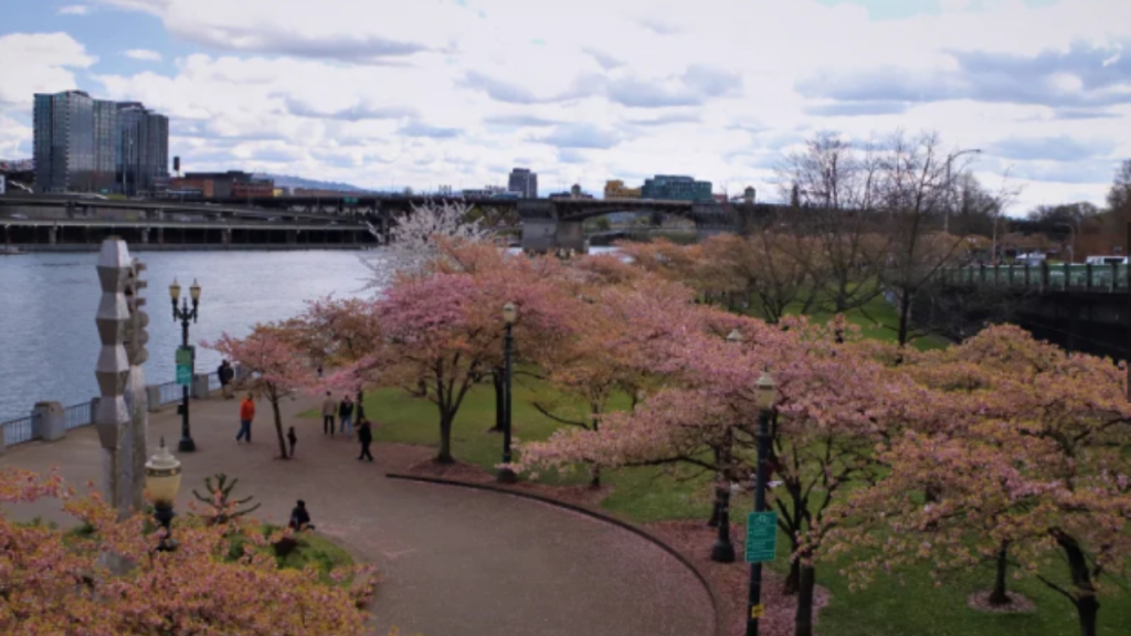 An image of the Tom McCall Waterfront Park.